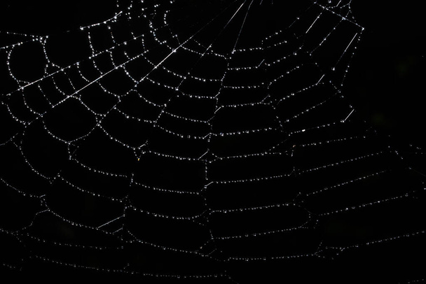 Macro background drops on spider web - Photo, Image