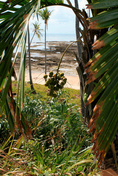 prado, bahia / brasil - 12 de septiembre de 2008: vista de la playa de Moreira, costa de la ciudad de Prado, en el sur de Bahía
. - Foto, imagen