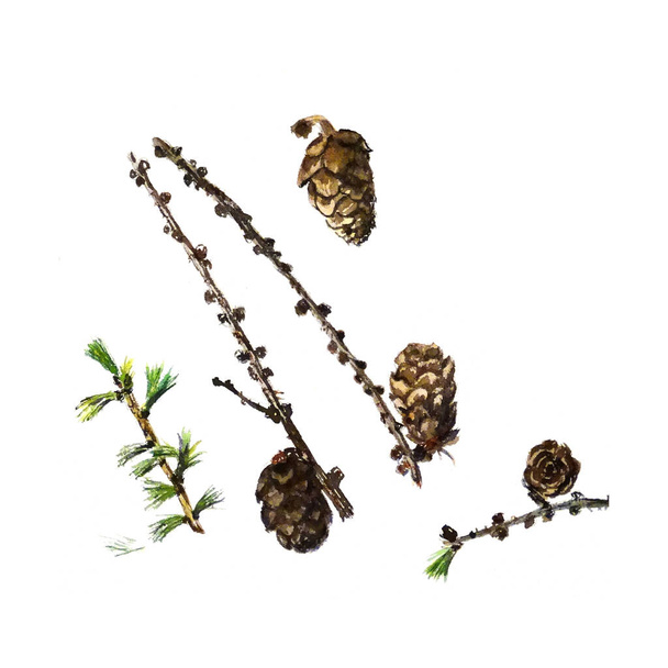sprigs, cones and young needles of siberian larch, watercolor pattern, botanical sketch. High quality illustration - Photo, Image
