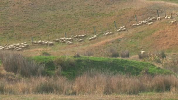 Sheeps at the Catlins in New Zealand - Séquence, vidéo