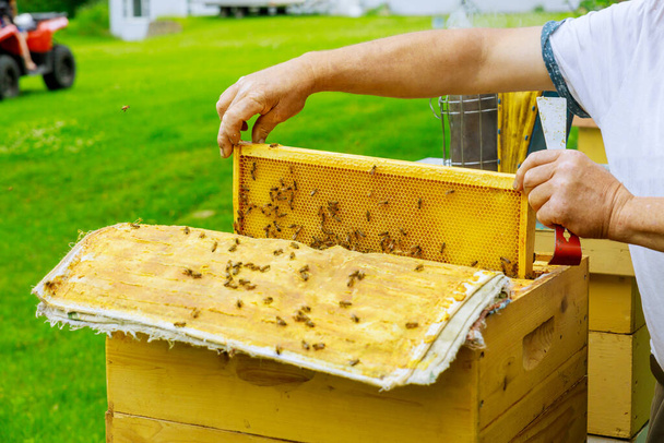 Apicultor sostiene un marco abierto con panales llenos de miel
 - Foto, imagen