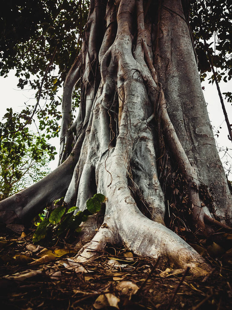 Close-up opname van de schors van de boomstam tegen de achtergrond van het zeelandschap en palmen. Verhalen verticaal formaat - Foto, afbeelding