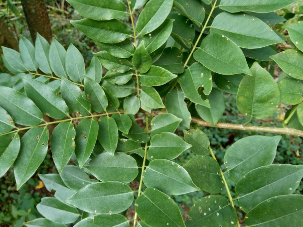 Dalbergia latifolia (tunnetaan myös nimellä sonokeling, uppoaminen, ruusupuu), jolla on luonnollinen tausta. - Valokuva, kuva