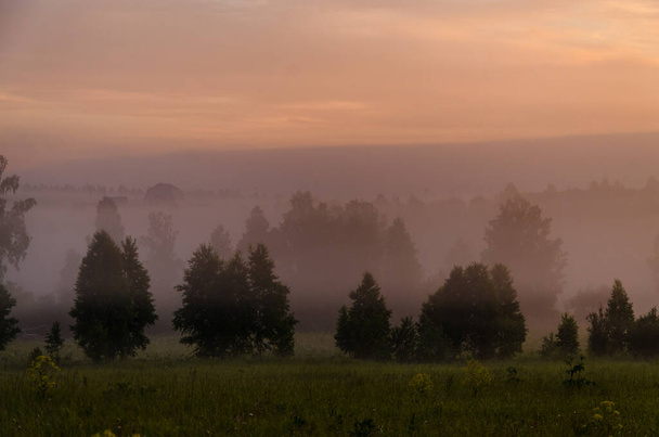 early in the morning, at dawn. Thick mystical fog over a green forest. Juicy grass. - Zdjęcie, obraz