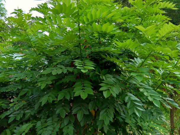 Dalbergia latifolia (ook bekend als sonokeling, sanakeling, palissander) met een natuurlijke achtergrond. - Foto, afbeelding
