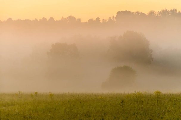 Νωρίς το πρωί, την αυγή. Πυκνή μυστικιστική ομίχλη πάνω από ένα πράσινο δάσος. Ζουμερό γρασίδι. - Φωτογραφία, εικόνα