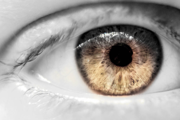 Macro olho castanho humano
 - Foto, Imagem