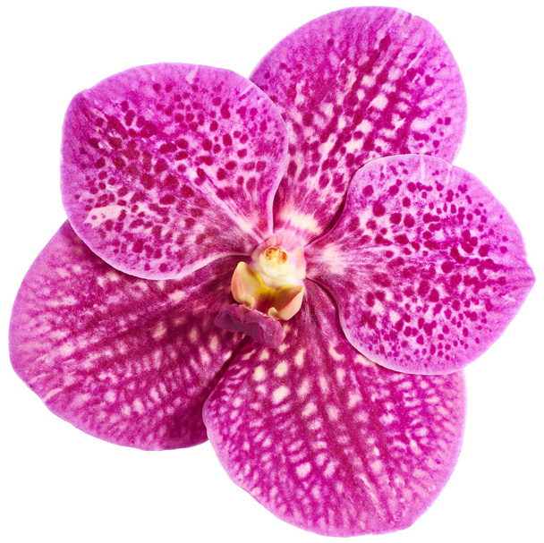 flor de orquídea rosa aislada sobre fondo blanco - Foto, imagen