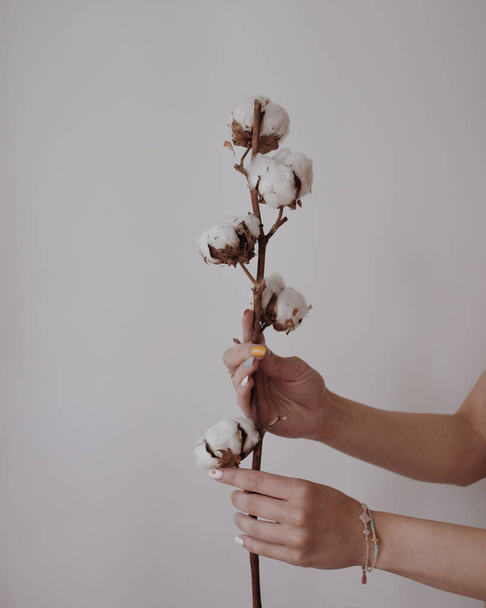 mani di donna con fiore di cotone - Foto, immagini
