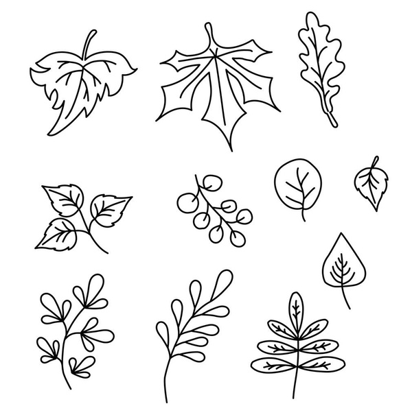 Conjunto de elementos para a temporada de outono. Desenhos de contorno pretos de várias folhas. Use para design de queda e decoração. Vector. Todos os elementos são isolados
 - Vetor, Imagem