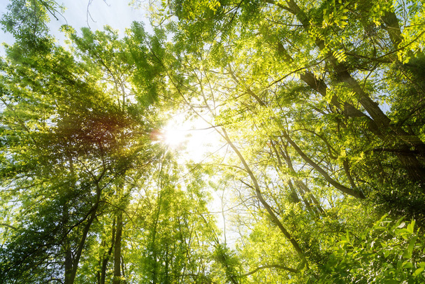 Sun shining through green treetops in the forest - Фото, изображение