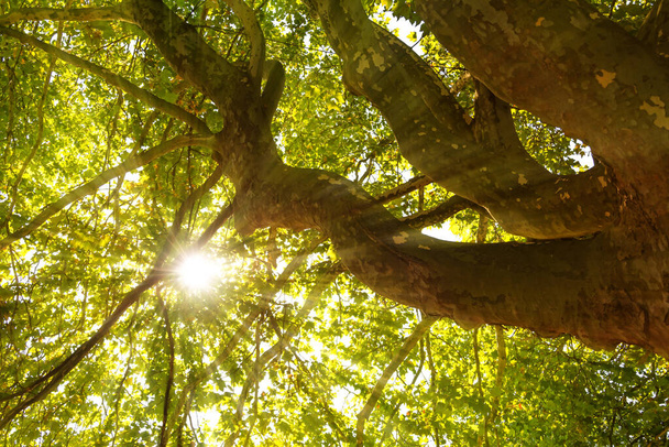 Солнечные лучи, сияющие через верхушку деревьев в лесу - Фото, изображение
