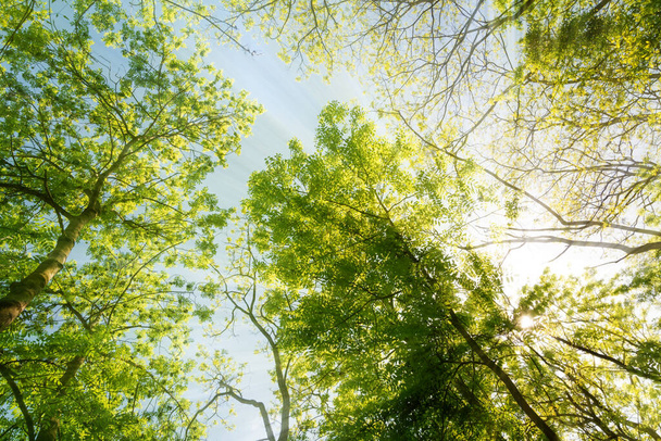 Sol brillando a través de copas de árboles en el bosque en primavera
 - Foto, imagen