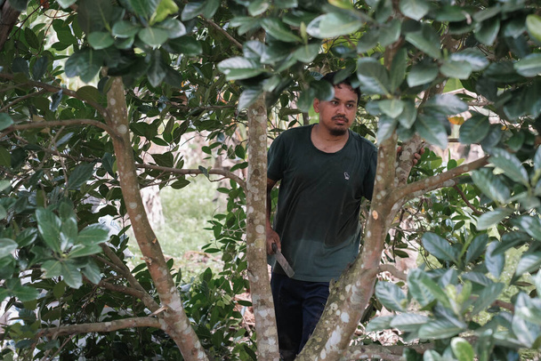 Портрет молодого фермера Азії, на хлібному дереві і в природі, Концепція: органічне вирощування - Фото, зображення