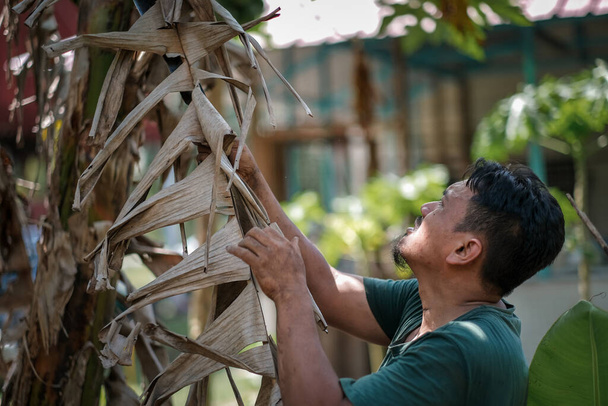 Доросла малайська людина обробляє бананове дерево на своїй банановій фермі. Концепція садівництва - Фото, зображення
