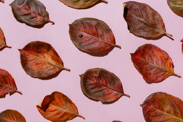 Red autumn aronia leaves arranged on pastel pink background - Foto, Imagen