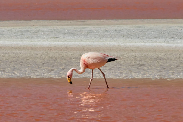 Red waters and flamingos at Colorada Lagoon - South of Bolivia. - Photo, Image