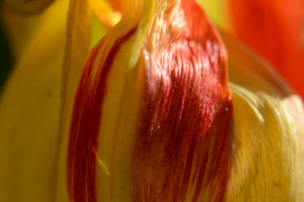 Gros plan Grains de pollen de tulipes de fleurs de tulipes rouges. - Photo, image
