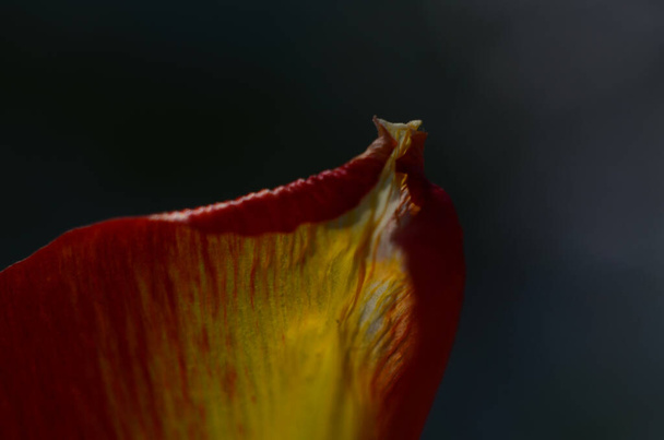 Close-up Tulip pollen grains of red Tulip flower. - Photo, Image