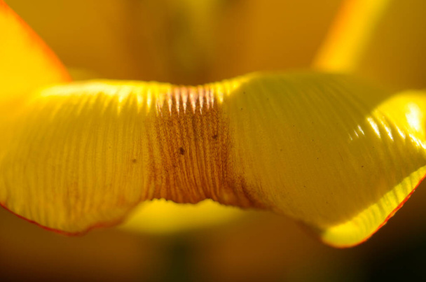 Gros plan Grains de pollen de tulipes de fleurs de tulipes rouges. - Photo, image