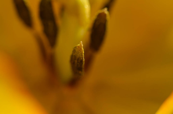 Close-up Stuifmeelkorrels van rode tulpenbloem. - Foto, afbeelding