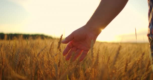 SLOW MOTION: Viljelijät käsi koskettaa korvan vehnän auringonlaskun aikaan. Maanviljelijä tarkastaa kypsän vehnäpellon. Viljelijä vehnäpellolla auringonlaskun aikaan. maatalouden käsite. maataloustoiminta. - Materiaali, video