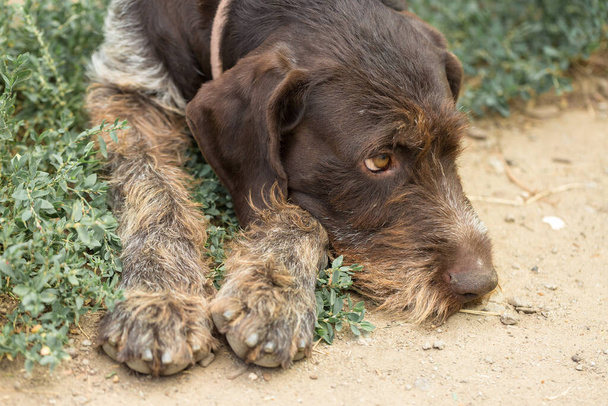 Çimlerin üzerinde dinlenen av köpeği, Alman avcı köpeği ejderha. - Fotoğraf, Görsel