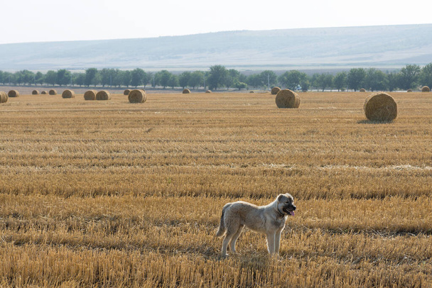 Собака стоїть на пшеничному полі після збирання. Великі круглі тюки соломи
. - Фото, зображення