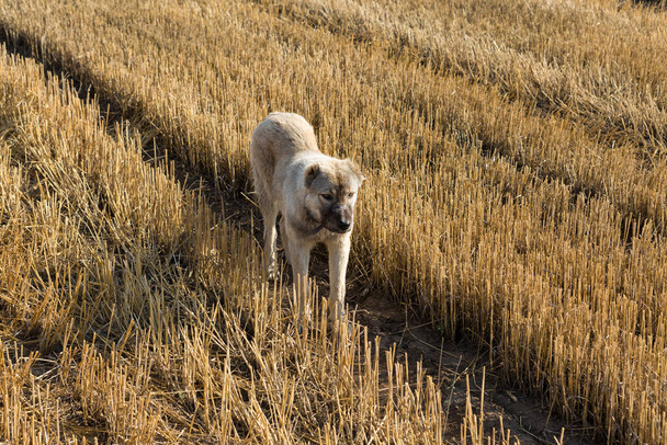 Собака стоїть на пшеничному полі після збирання. Великі круглі тюки соломи
. - Фото, зображення