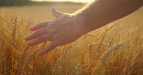 Pomalý mág: Farmářská ruka se při západu slunce dotýká ucha pšenice. Zemědělci kontrolují pole zralých pšenic. farmář na pšeničném poli při západu slunce. zemědělský koncept. zemědělský obchod. - Záběry, video