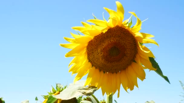 Piękny żółty słonecznik z jasnym migoczącym promieniem słonecznym. Rośliny kwitnące dojrzewające na polu na tle błękitnego nieba. Słonecznik kołysze się na wietrze. Koncepcja zbiorów rolniczych. Słoneczny króliczek - Materiał filmowy, wideo