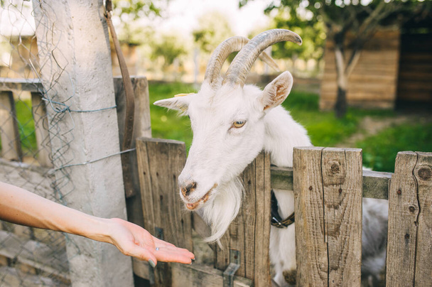 Een witte gehoornde geit die uit de hand eet op de boerderij. - Foto, afbeelding