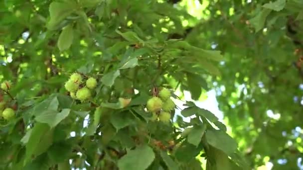 The fruit of horse chestnut on the branches of the tree - ball-shaped boxes with spikes. - Footage, Video