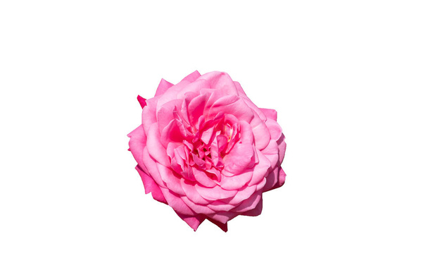Blooming rose bud with pink color petals isolated on white background. Close up. Copy space. - Foto, Imagem