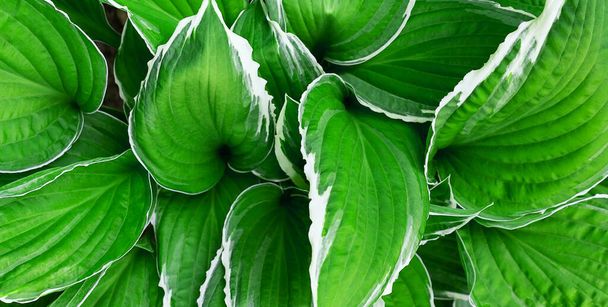 Banner. Nature eco concept. Top view of light green large leafs background. Forest conservation. Eco lifestyle. - 写真・画像