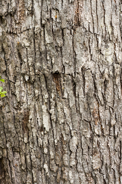 Tree texture - Foto, afbeelding