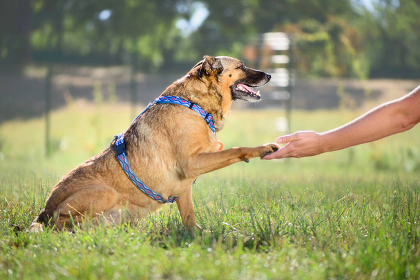 friendly pet portrait of happy adult red half-breed dog gives a paw to a person - Fotografie, Obrázek