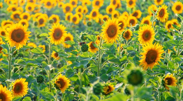 Blooming sunflowers on the field. Selective focus. copy space. - Photo, Image