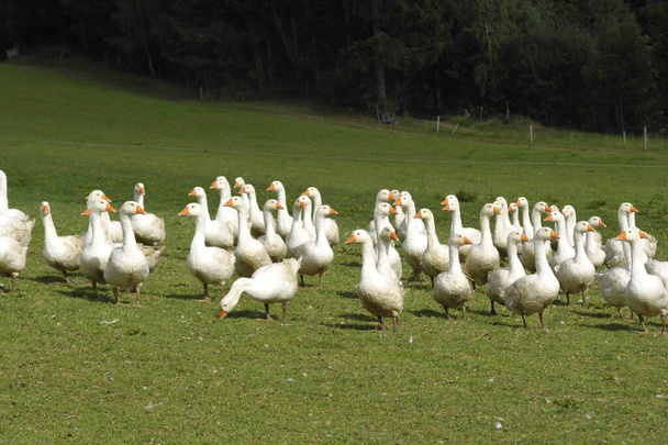 um bando de gansos brancos andando em um prado verde
 - Foto, Imagem