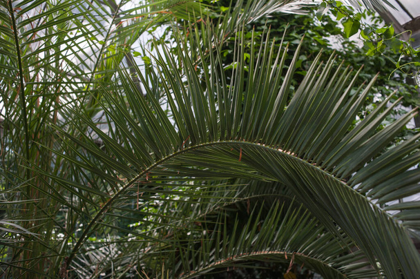 Parktaki tropik bitkilerle dolu güzel eski şehir serası - Fotoğraf, Görsel