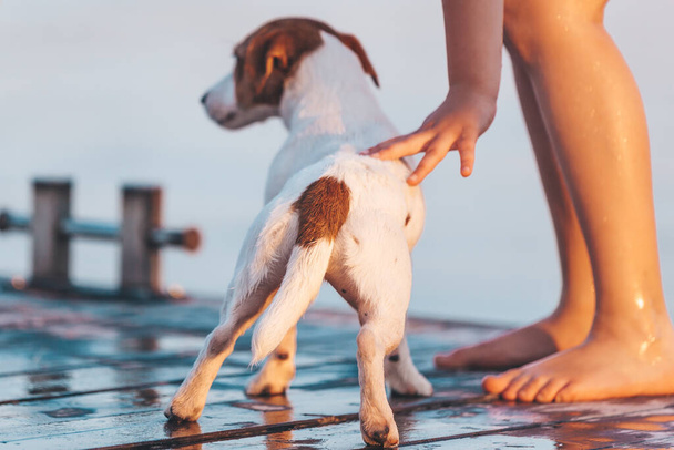 Niña abraza y acaricia el perro Jack Russell terrier verano caliente
 - Foto, imagen