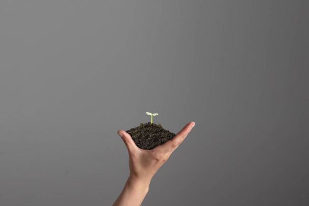 Human hands holding a fresh green plant, symbol of growing business, environmental conservation and bank savings. Planet in your hands. - Valokuva, kuva