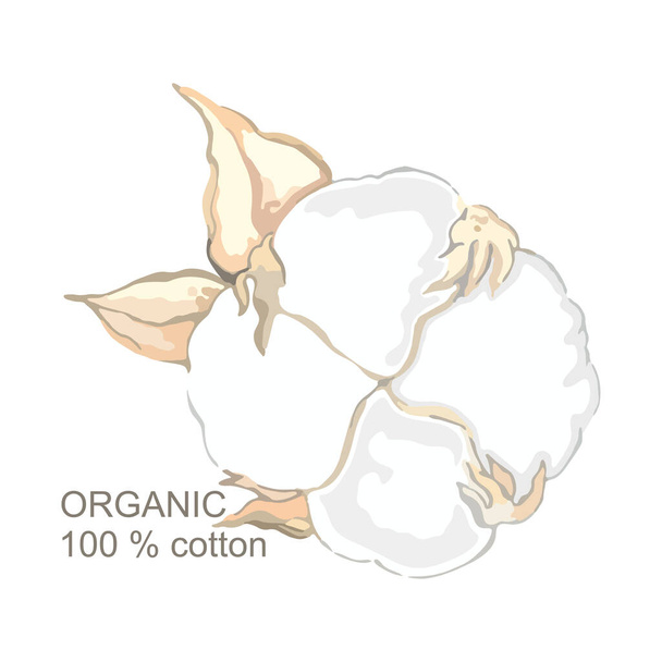 Flor de algodão. Bola de algodão é um produto natural, algodão orgânico. Objeto para logotipo, ícone para a produção de tecidos e roupas
. - Vetor, Imagem