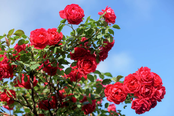 Όμορφος θάμνος με κόκκινα τριαντάφυλλα σε ανοιξιάτικο κήπο. Κόκκινο τριαντάφυλλο στο φόντο του ουρανού. - Φωτογραφία, εικόνα