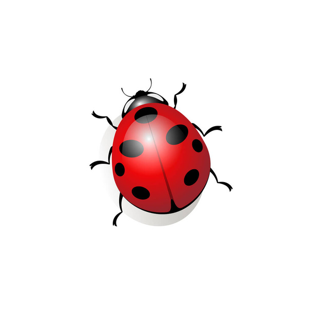 Reális kép egy katicabogárról fehér, elszigetelt háttérrel. Piros rovar szövet, papír, web nyomtatásához. - Vektor, kép