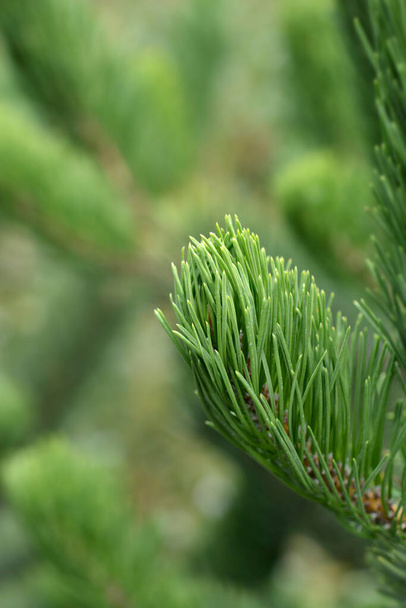 Black pine Oregon Green - Latin name - Pinus nigra Oregon Green - Fotoğraf, Görsel