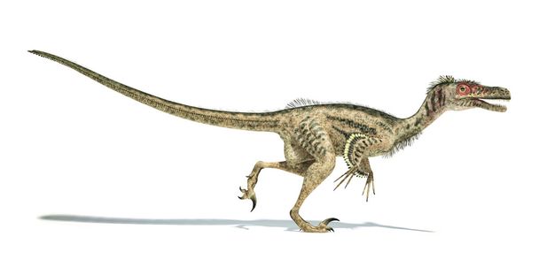 Velociraptor dinosaurus, tieteellisesti korrekti, höyhenillä
. - Valokuva, kuva