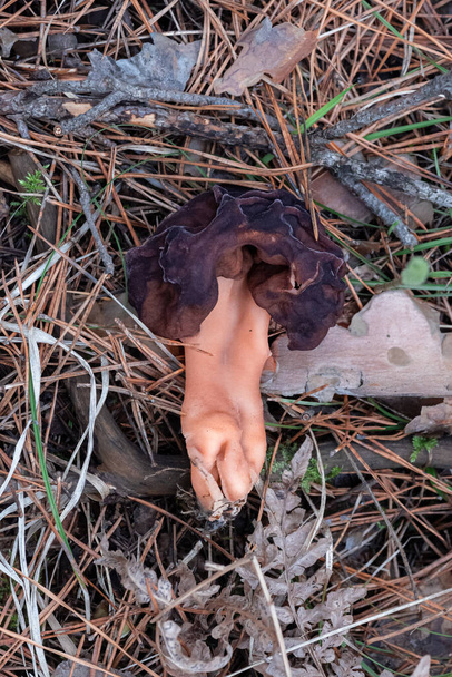 Морщинистый гриб мох в лесу - Фото, изображение