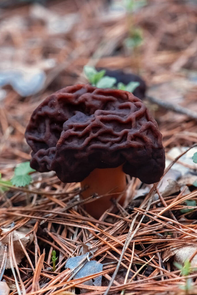 Cogumelo de morel enrugado em musgo na floresta
 - Foto, Imagem