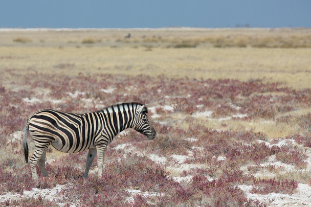 zebra v savaně - Fotografie, Obrázek